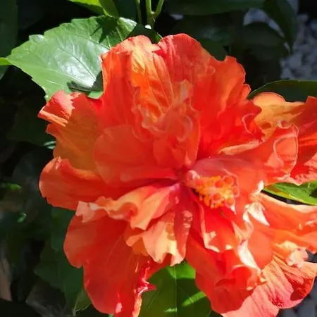 Wohlfuehloase In Maspalomas Holiday home